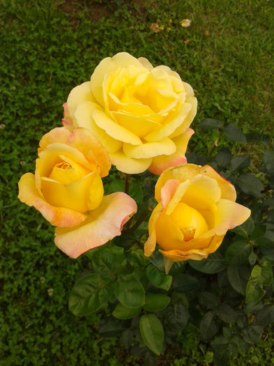 Fotografie0001 - AAAAA_R_TRANDAFIRI 2015_2017