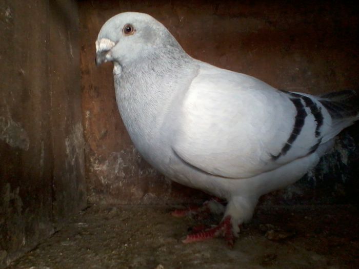 2015-04-11 17.54.14 - Porumbei Bucuresti