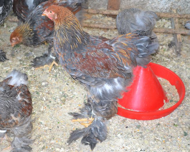 potarnichiu pe albastru