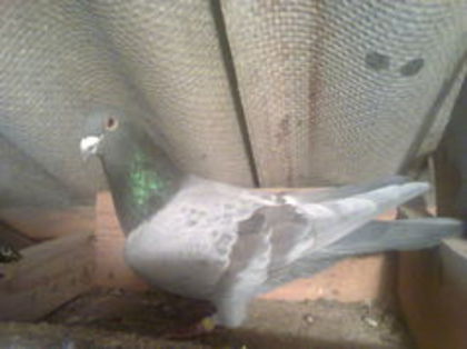 101360376_JQMXVIG - Copy