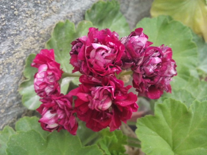 IMG_20150628_193654 - Muscate