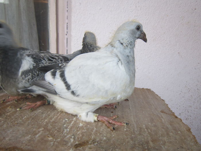 pui lato si sasha - PUI  2015 La FABRICA