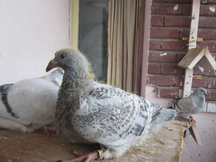 IMG_6122 - PUI  2015 La FABRICA