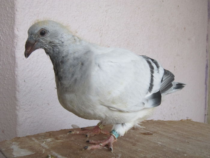 neymar; fiu lato si sasha
