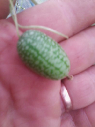 castravete mexican-cel mai mic