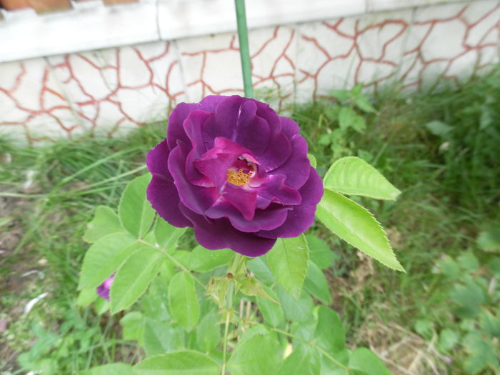 087