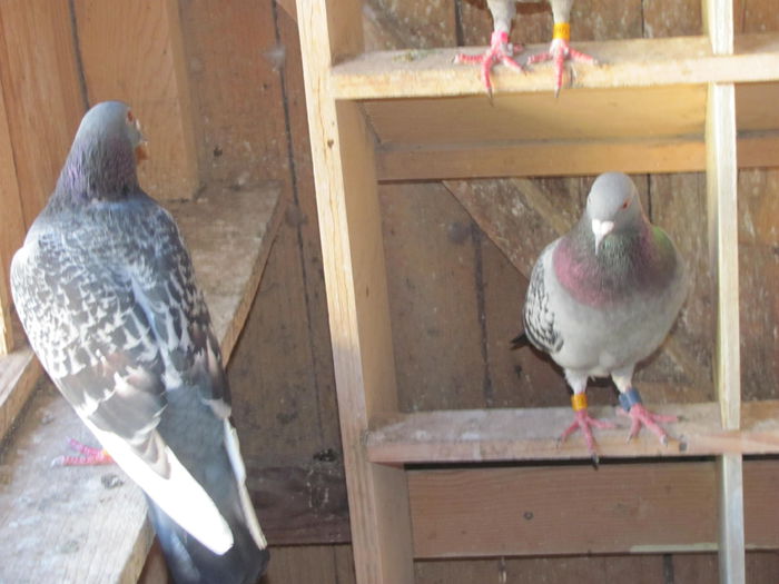 IMG_5215 - 2015 28 iunie