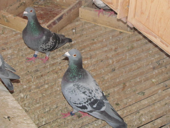 IMG_5217 - 2015 28 iunie