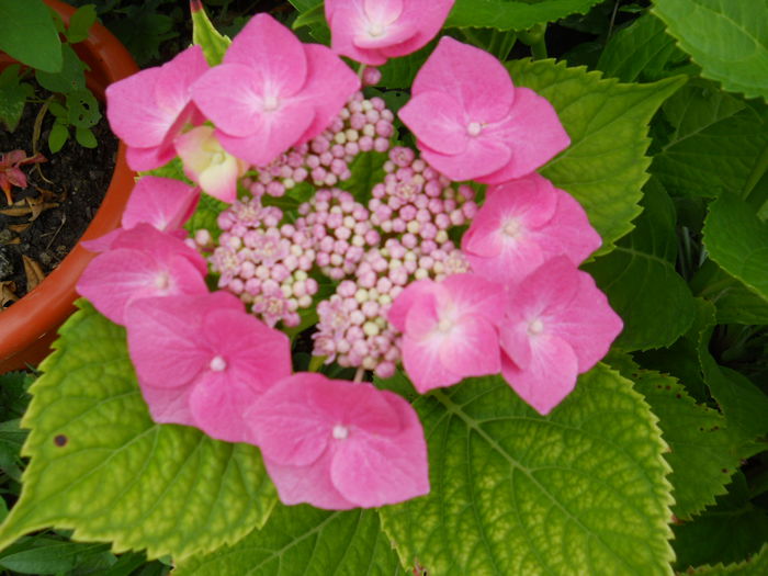 Hortensie Bouquet Rose