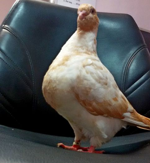 F 2015 scos din perechea X2