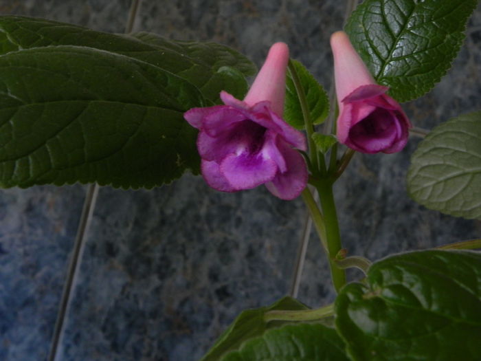 DSCN7961