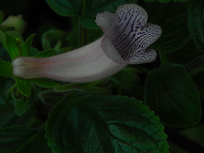 DSCN7990 - MG s sinningia hybrids