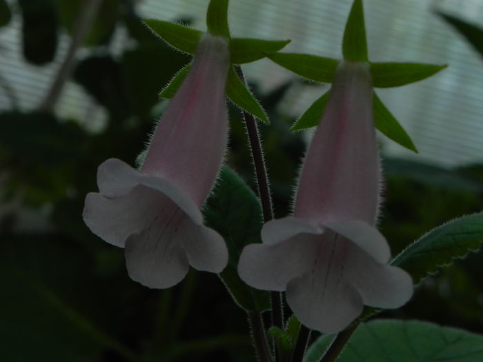 DSCN7991 - MG s sinningia hybrids