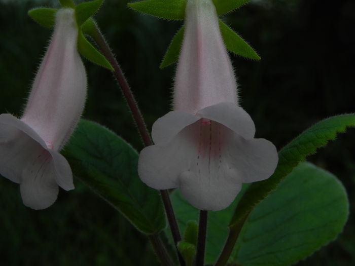 DSCN7995 - MG s sinningia hybrids