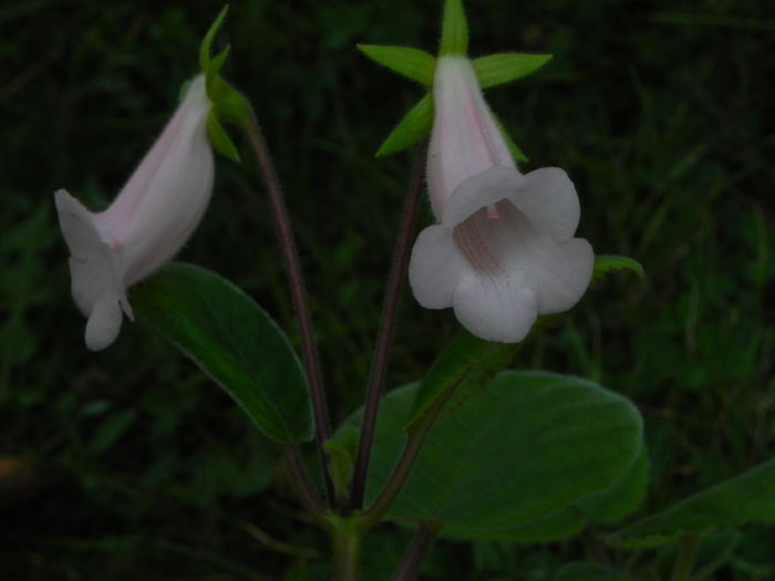 DSCN7996 - MG s sinningia hybrids