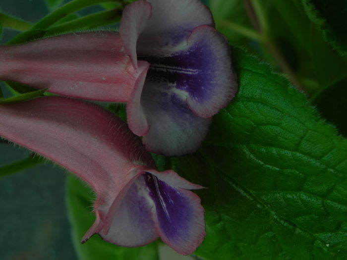 DSCN8000 - MG s sinningia hybrids