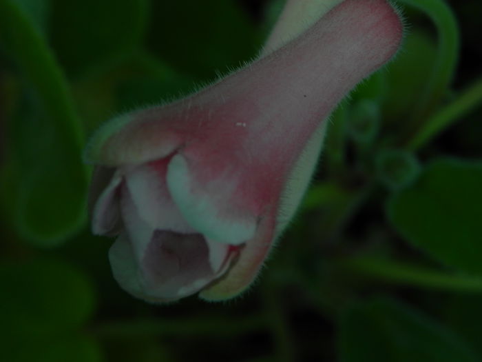 DSCN8002 - MG s sinningia hybrids