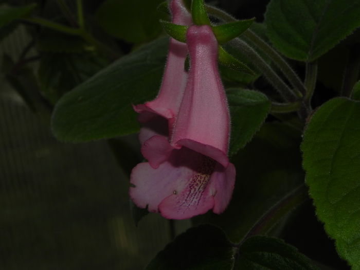 DSCN8048