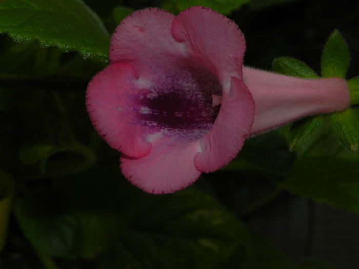 DSCN8049 - MG s sinningia hybrids