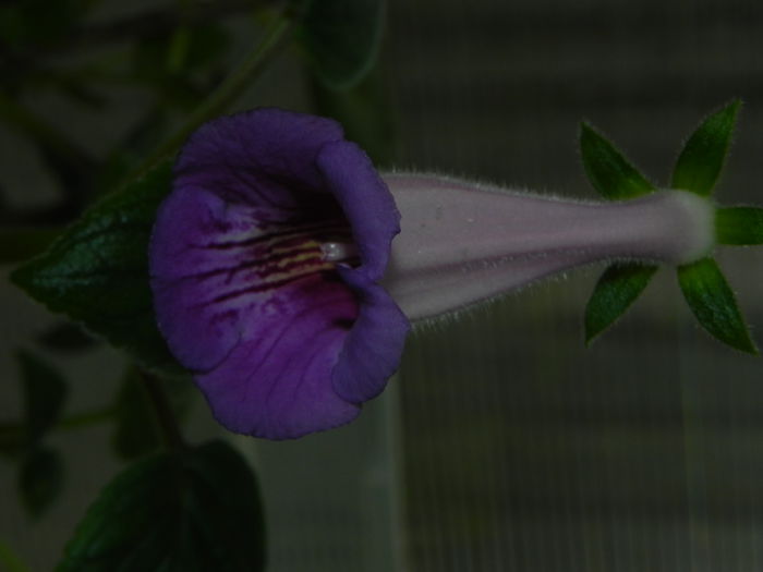 DSCN8054 - MG s sinningia hybrids