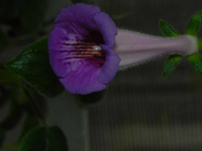 DSCN8055