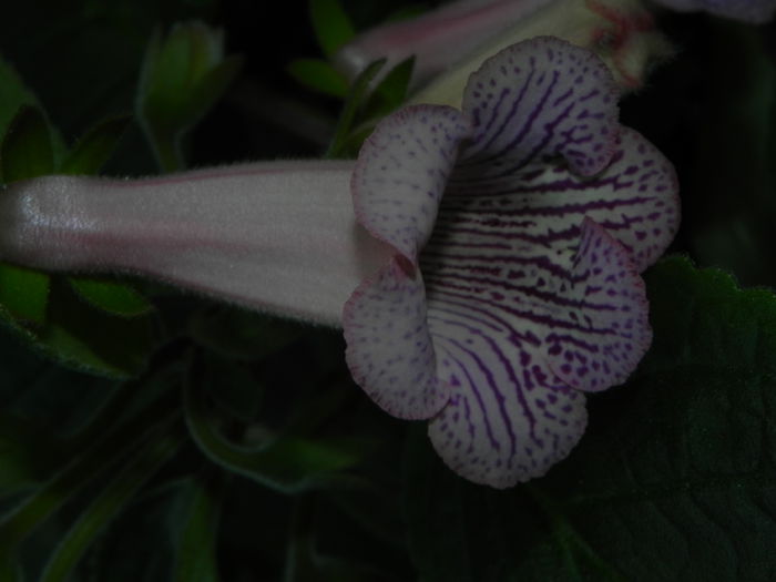 DSCN8056 - MG s sinningia hybrids