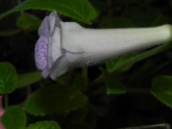 DSCN8093 - MG s sinningia hybrids