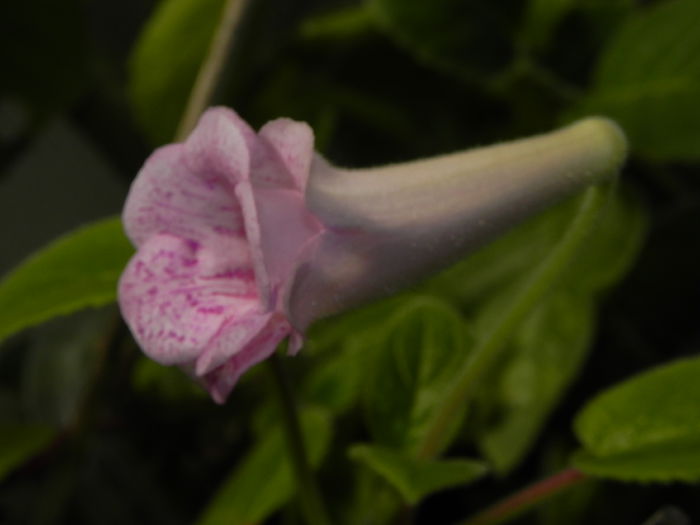 DSCN8105 - MG s sinningia hybrids