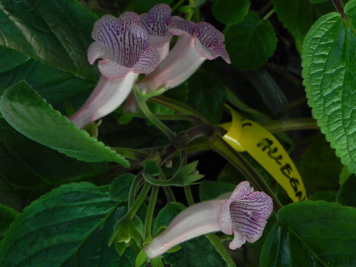 DSCN8106 - MG s sinningia hybrids