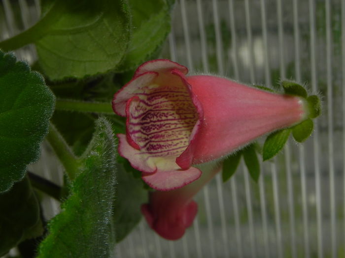 DSCN8122 - MG s sinningia hybrids