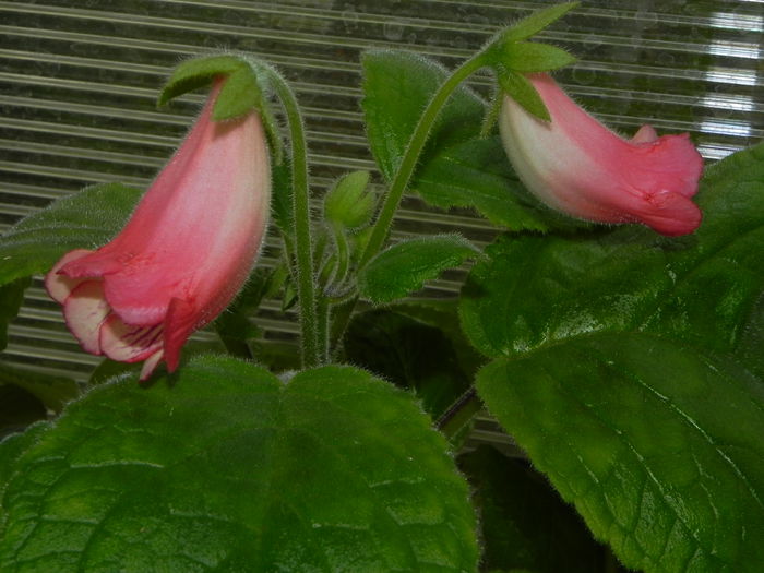 DSCN8123