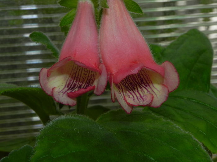 DSCN8124 - MG s sinningia hybrids