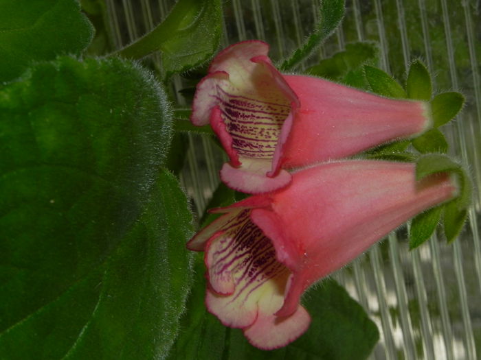 DSCN8125 - MG s sinningia hybrids