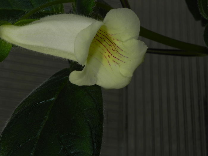 DSCN8128 - MG s sinningia hybrids