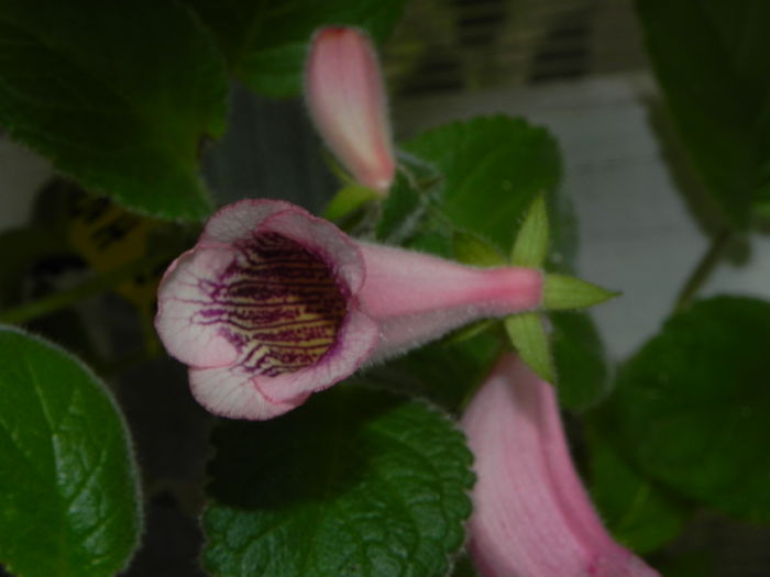 DSCN8132 - MG s sinningia hybrids