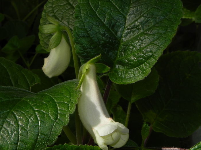 DSCN8136 - MG s sinningia hybrids