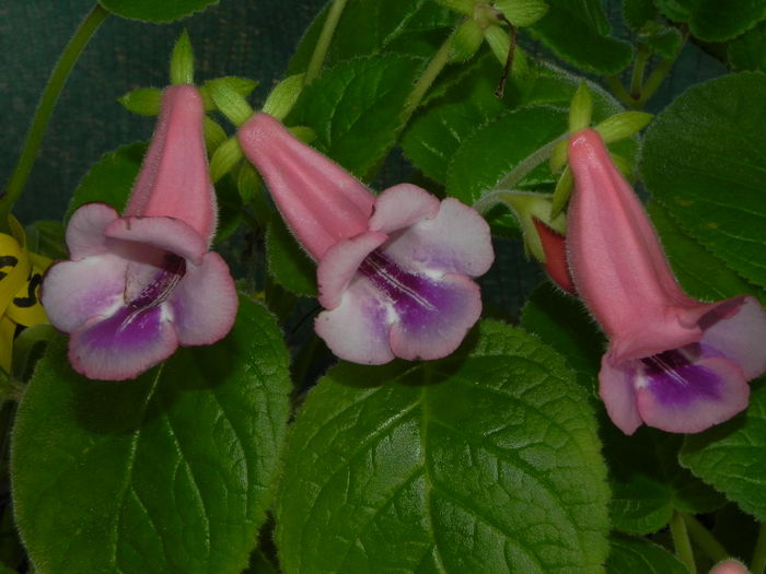 Sinningia MG's Abby - MG s sinningia hybrids