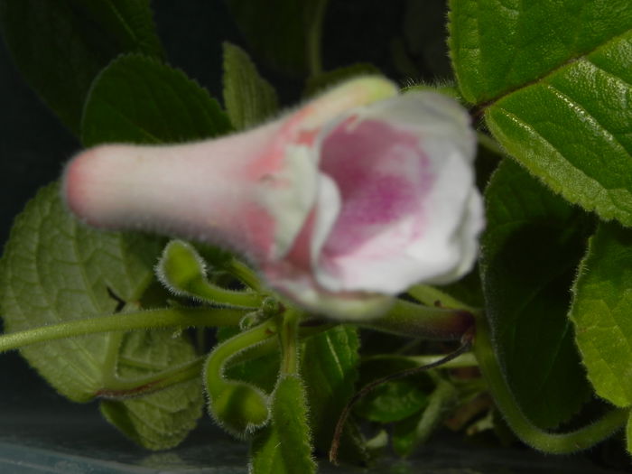 DSCN8142 - MG s sinningia hybrids