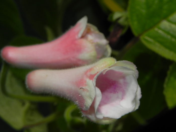 DSCN8143 - MG s sinningia hybrids