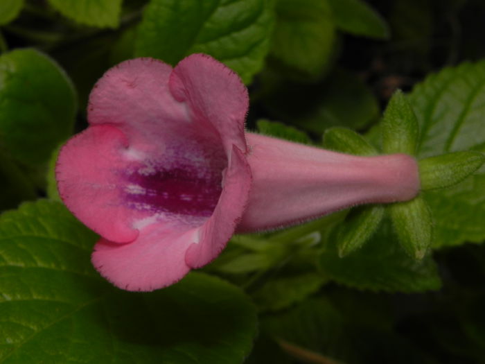 DSCN8145 - MG s sinningia hybrids