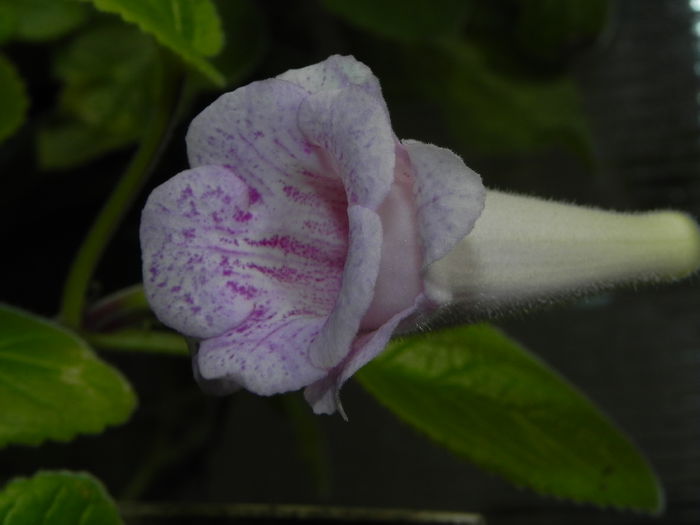 DSCN8147 - MG s sinningia hybrids