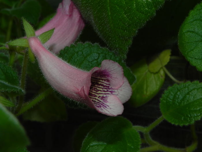 DSCN8152 - MG s sinningia hybrids