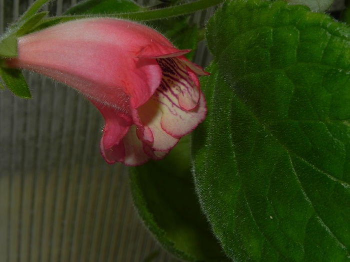 DSCN8153 - MG s sinningia hybrids