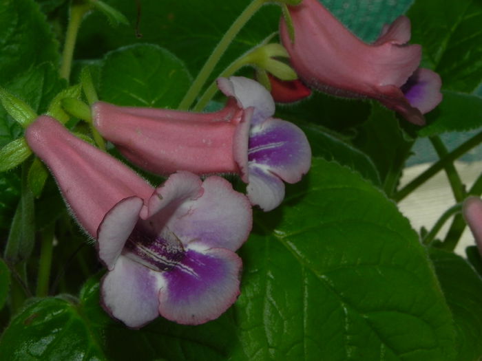 DSCN8154 - MG s sinningia hybrids