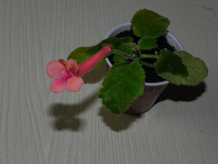 DSCN8158 - MG s sinningia hybrids