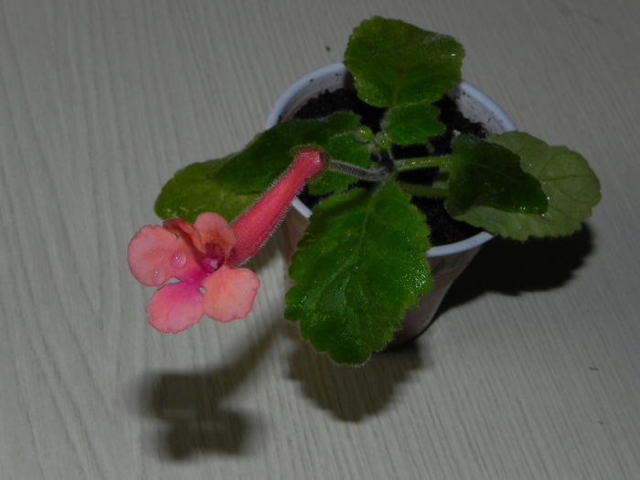 DSCN8159 - MG s sinningia hybrids