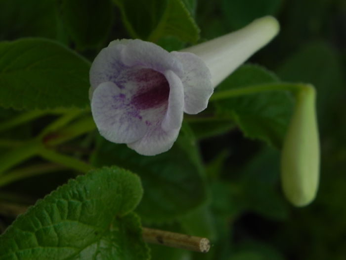 DSCN8160 - MG s sinningia hybrids