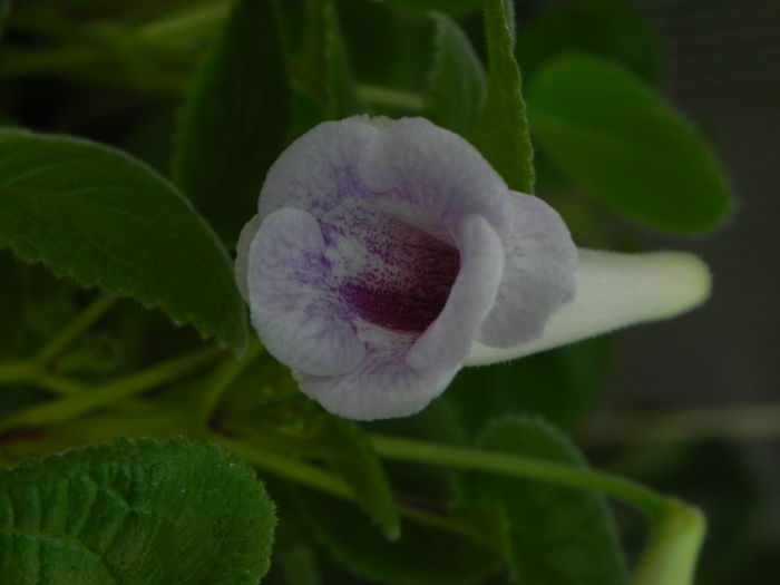 DSCN8162 - MG s sinningia hybrids