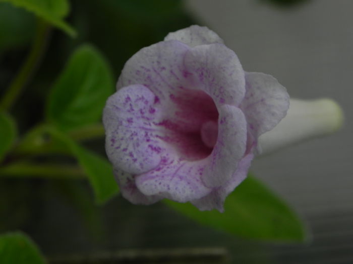 DSCN8163 - MG s sinningia hybrids