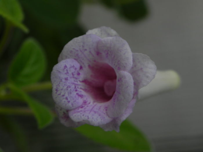 DSCN8164 - MG s sinningia hybrids